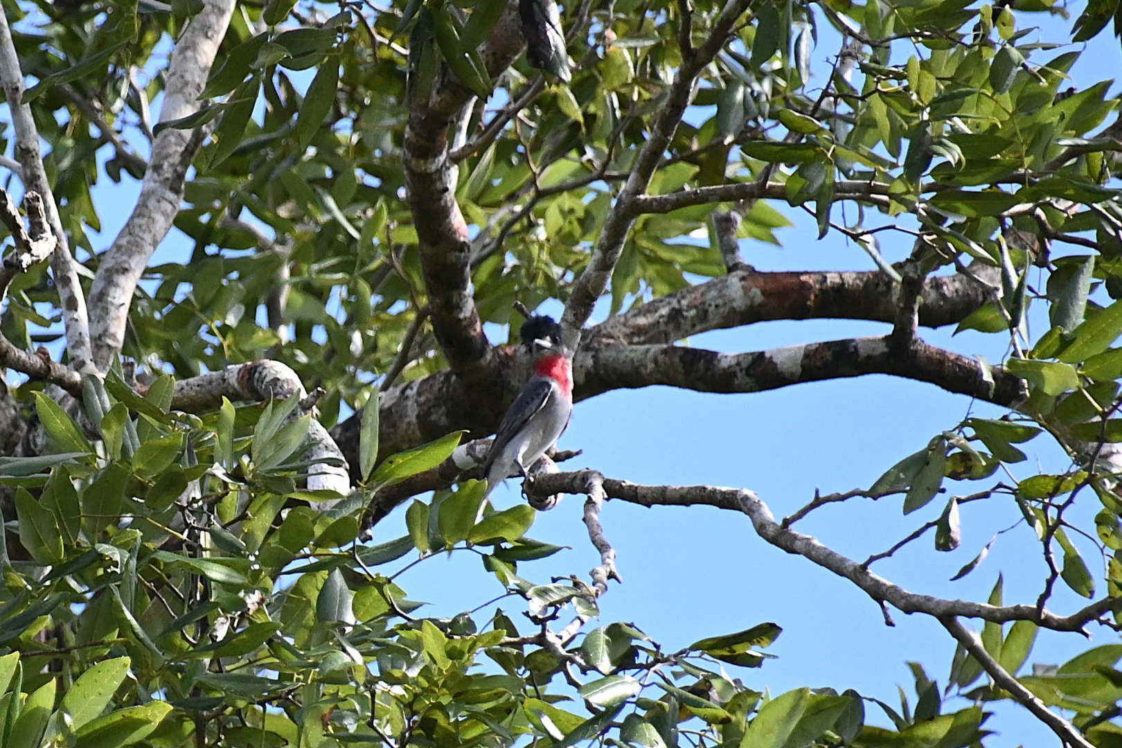 Rose-throated becard (Pachyramphus aglaiae)