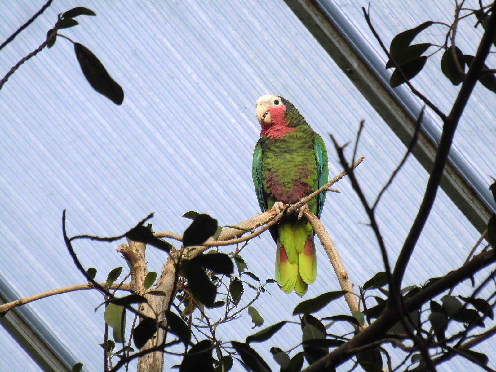 Rose-throated Parrot, 24-10-2010