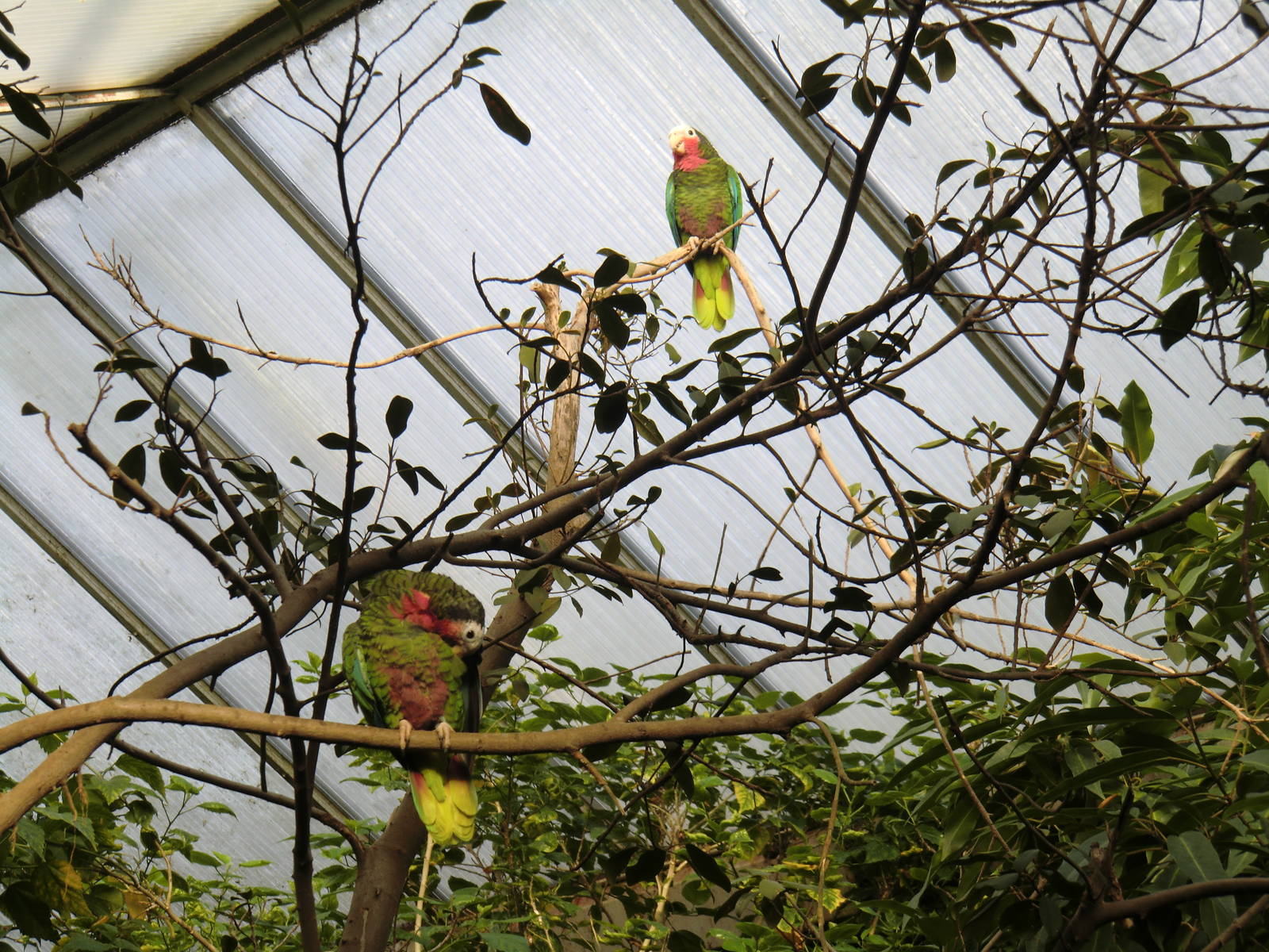 Rose-throated Parrots, 24-10-2010