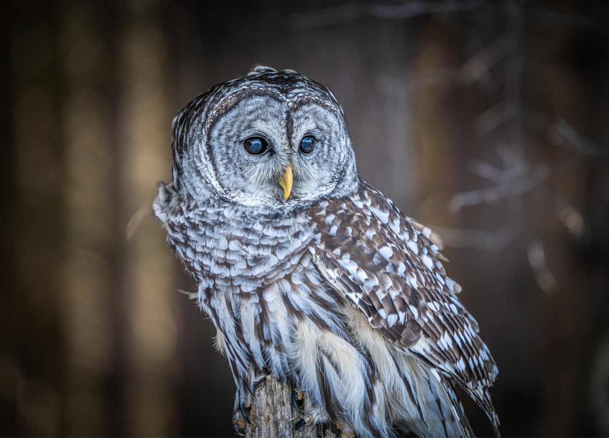 Roseanne the female Barred Owl