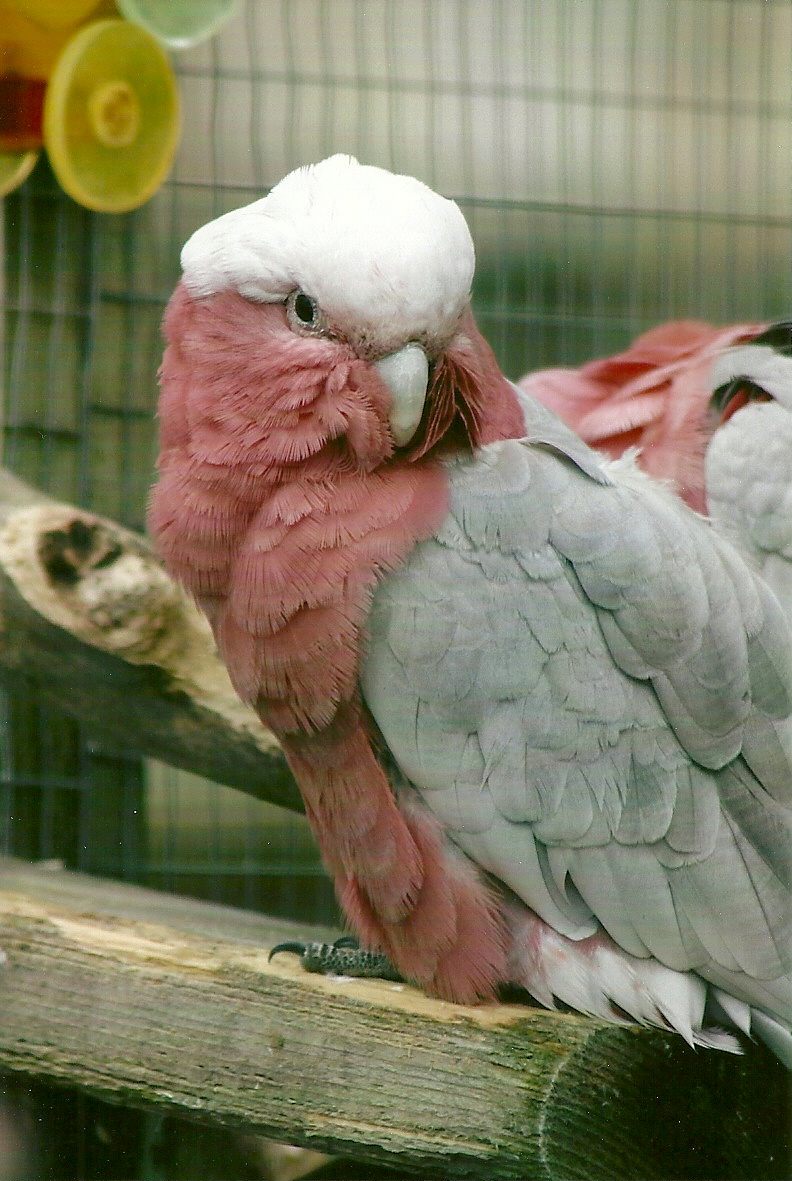 Roseate Cockatoo 10th September 2012