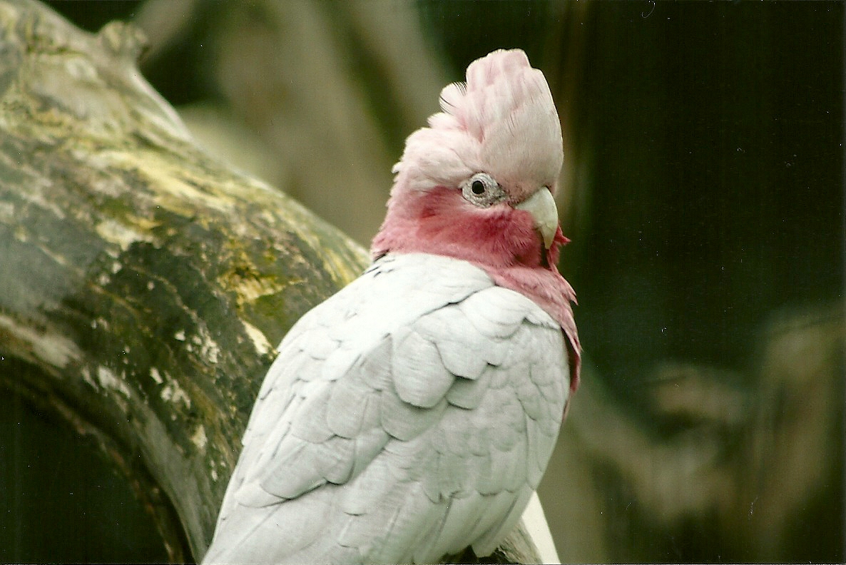 Roseate Cockatoo, 17th February 2012