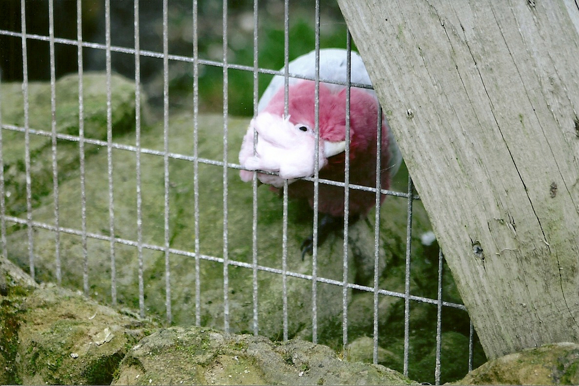 Roseate Cockatoo, 17th February 2012
