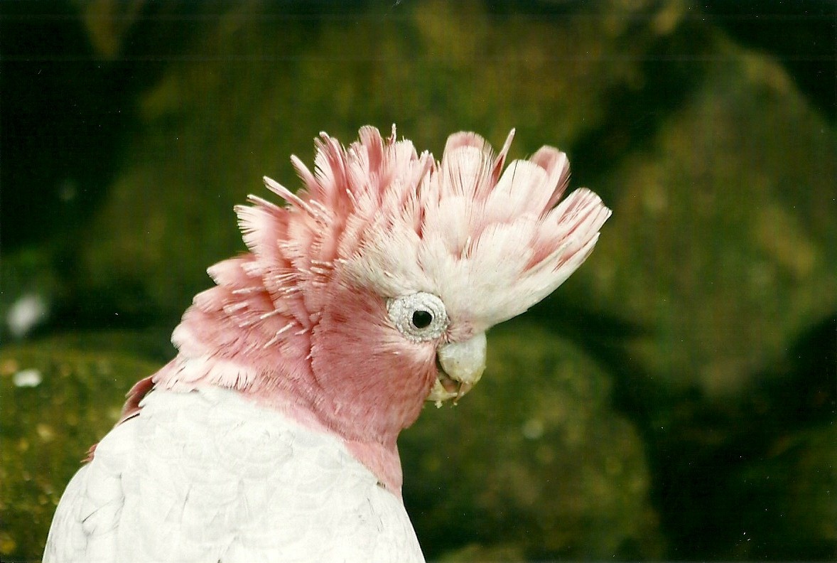 Roseate Cockatoo 1st November 2012