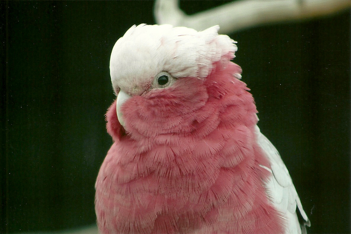 Roseate Cockatoo 5th September 2011