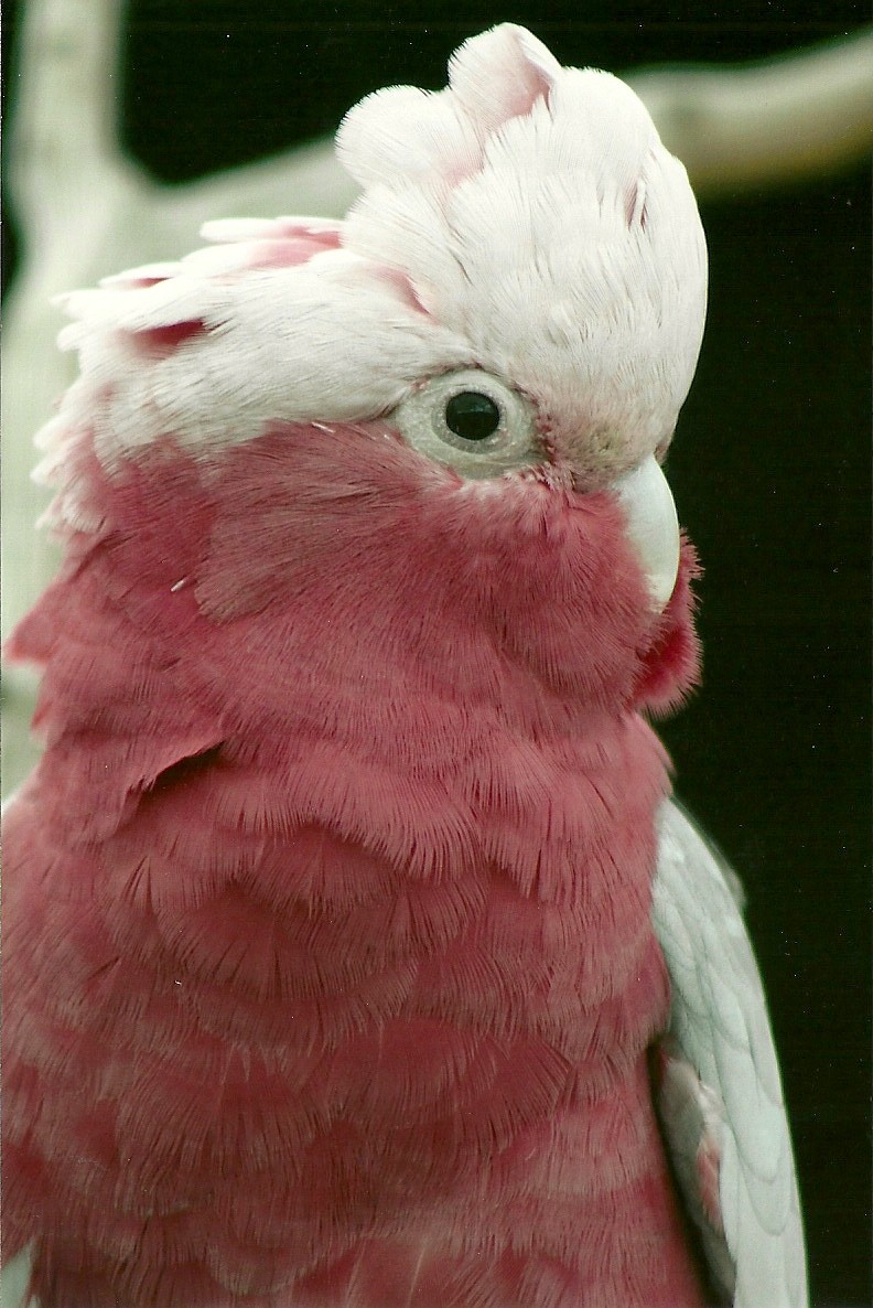 Roseate Cockatoo 5th September 2011