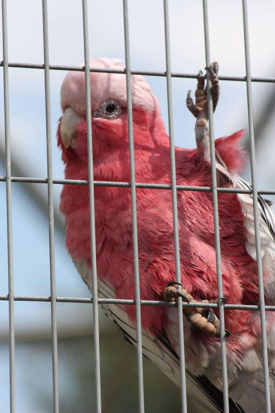 Roseate Cockatoo, 7th July 2014