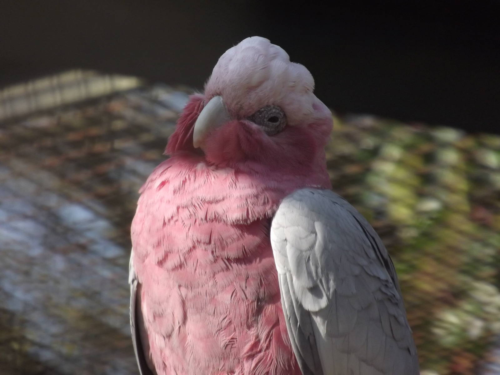 Roseate Cockatoo at Blackpool Zoo 01/04/12