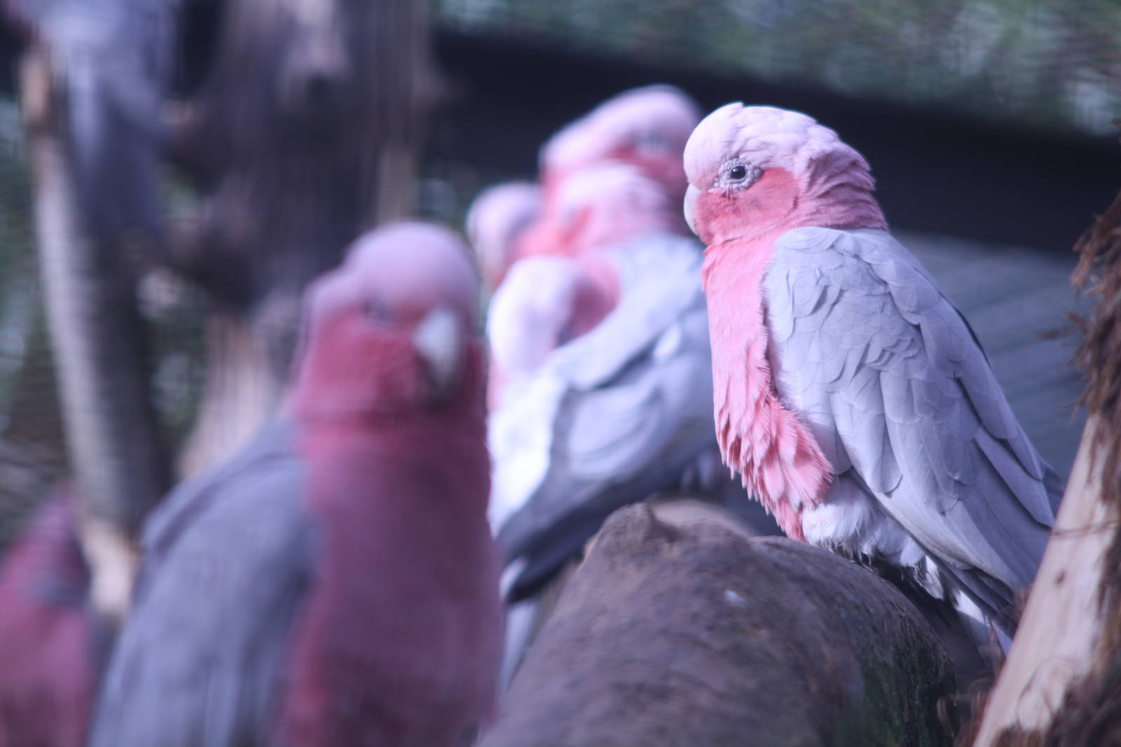 Roseate Cockatoo at Blackpool Zoo, 20/02/14
