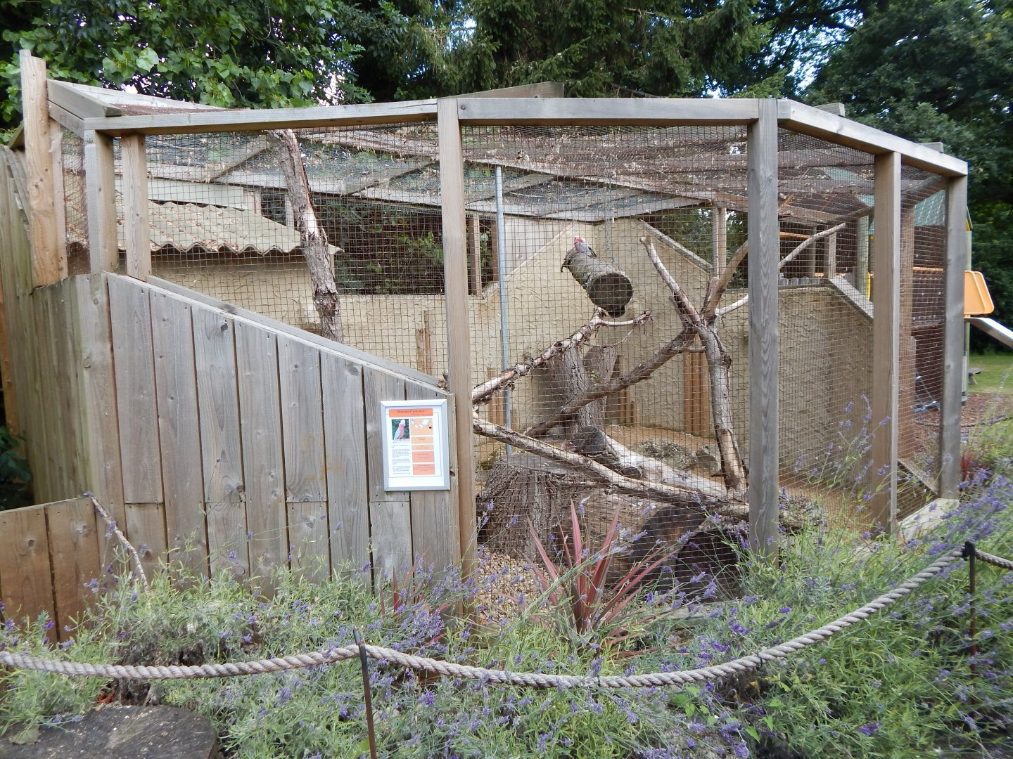 Roseate cockatoo aviary 030821