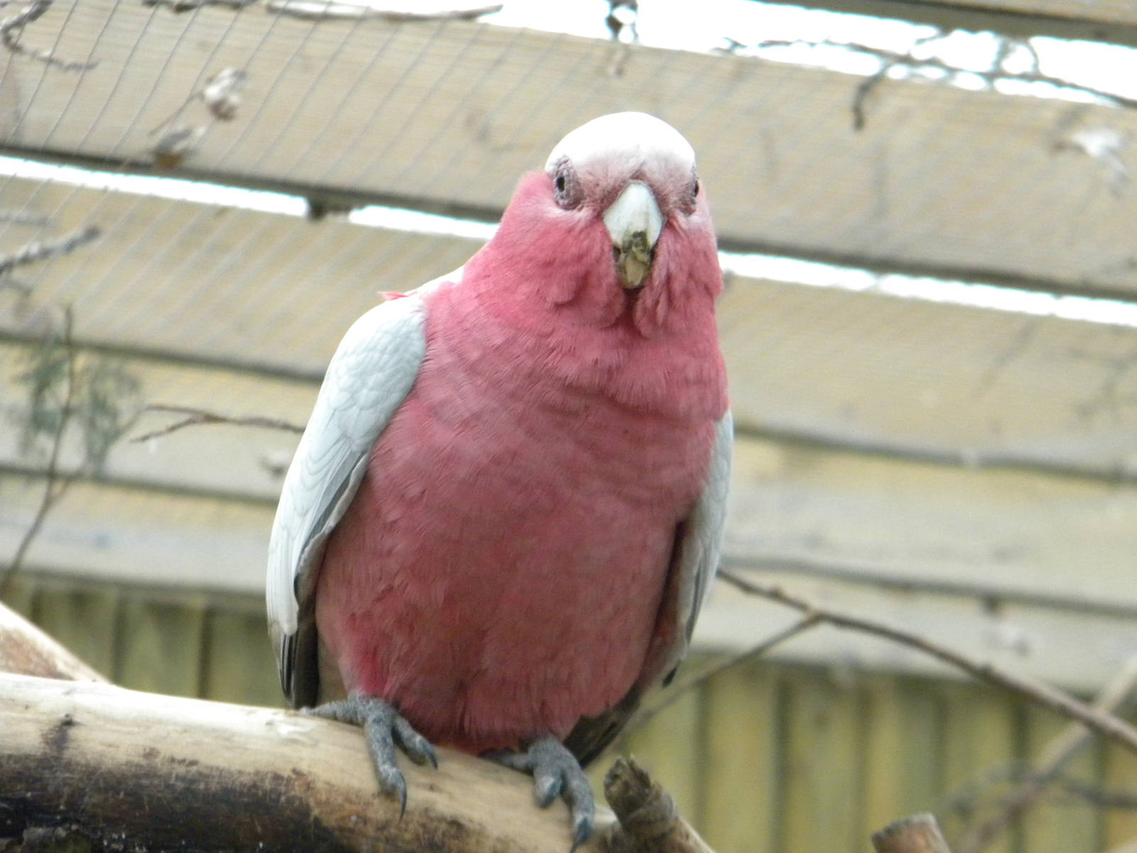 Roseate Cockatoo.