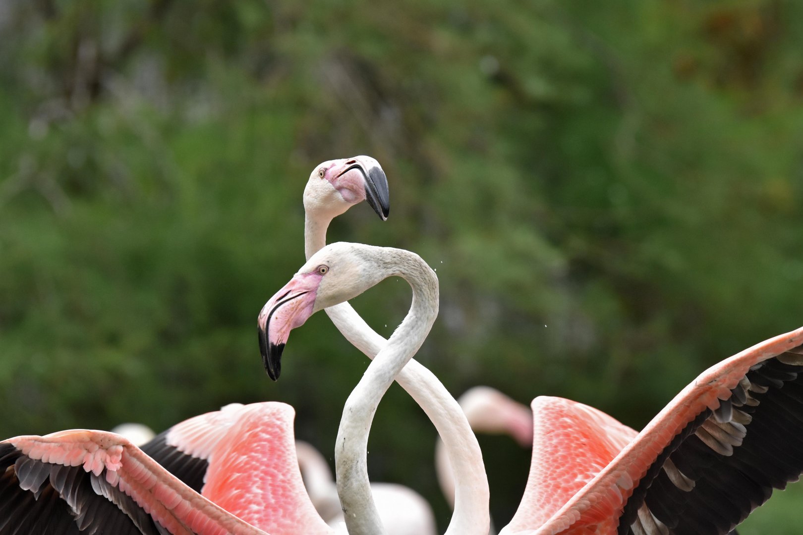 Roseate flamingo (Phoenicopterus roseus)
