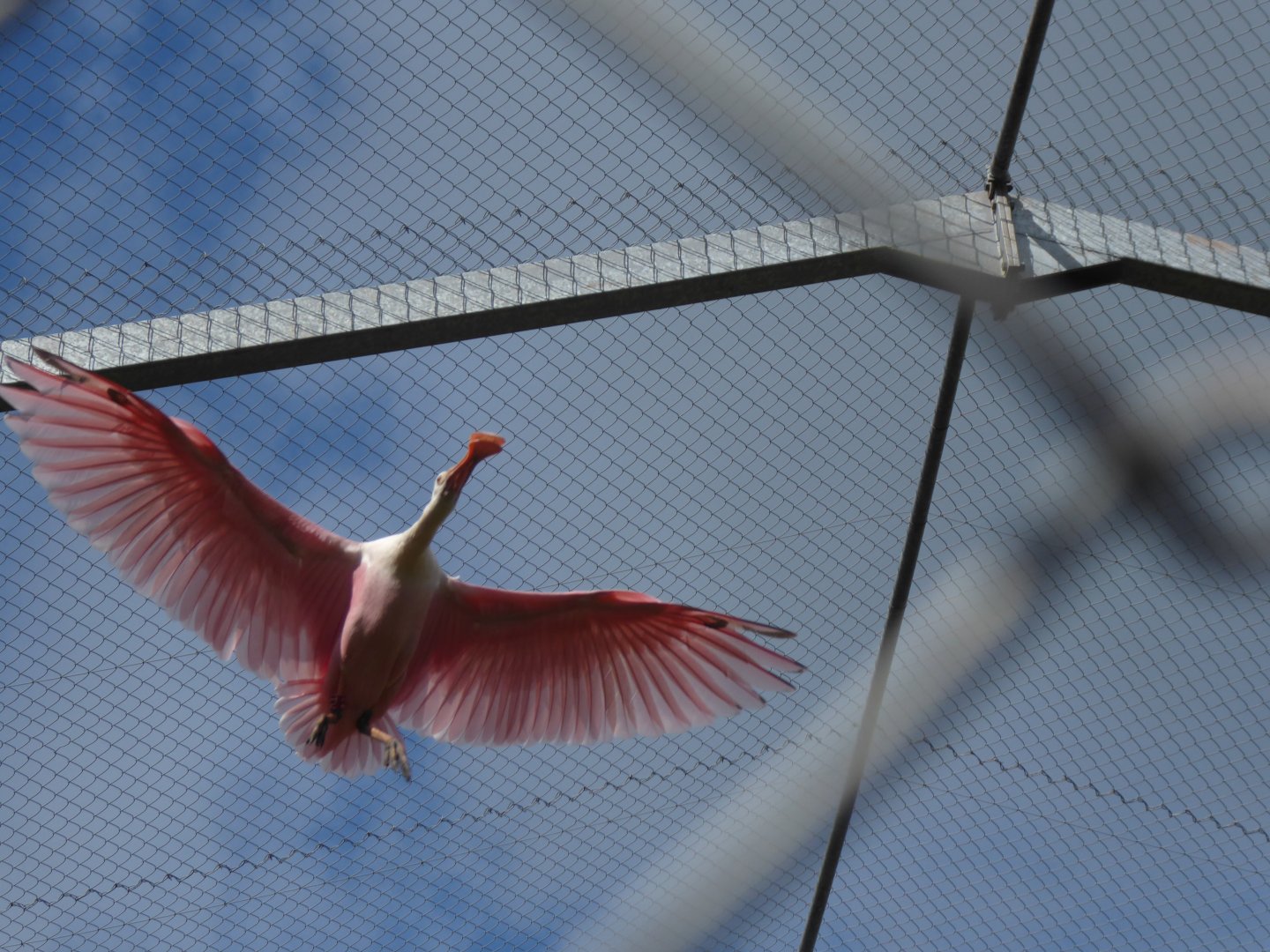 Roseate spoonbill 020817