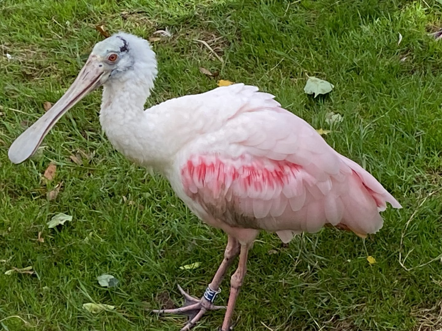 Roseate spoonbill 030925