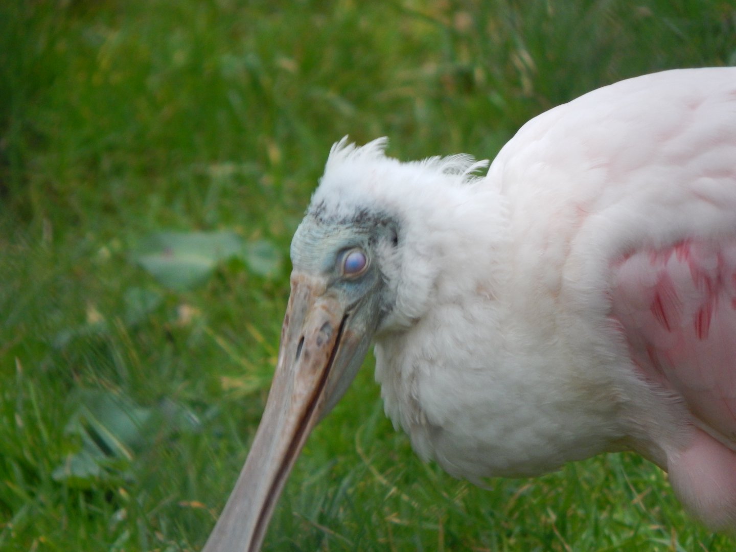 Roseate spoonbill 050224
