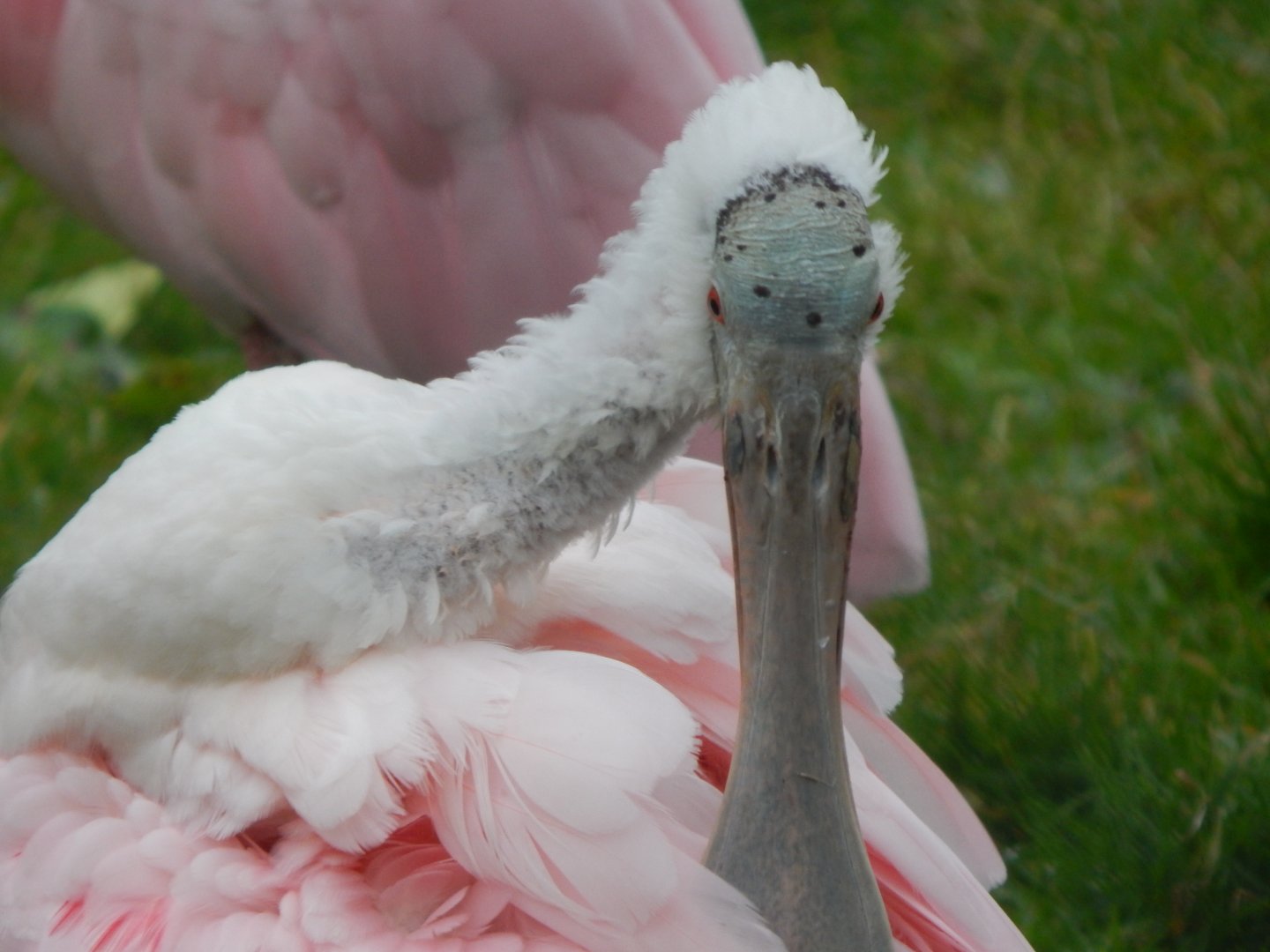 Roseate spoonbill 050224