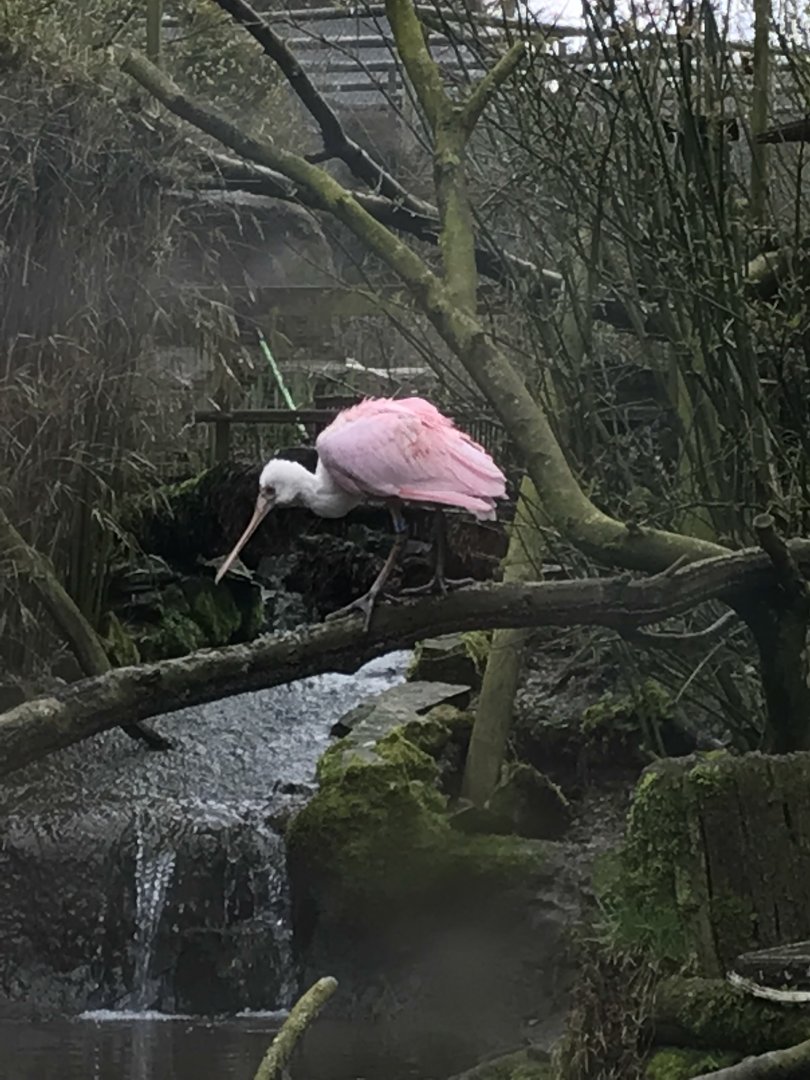 Roseate spoonbill 150418