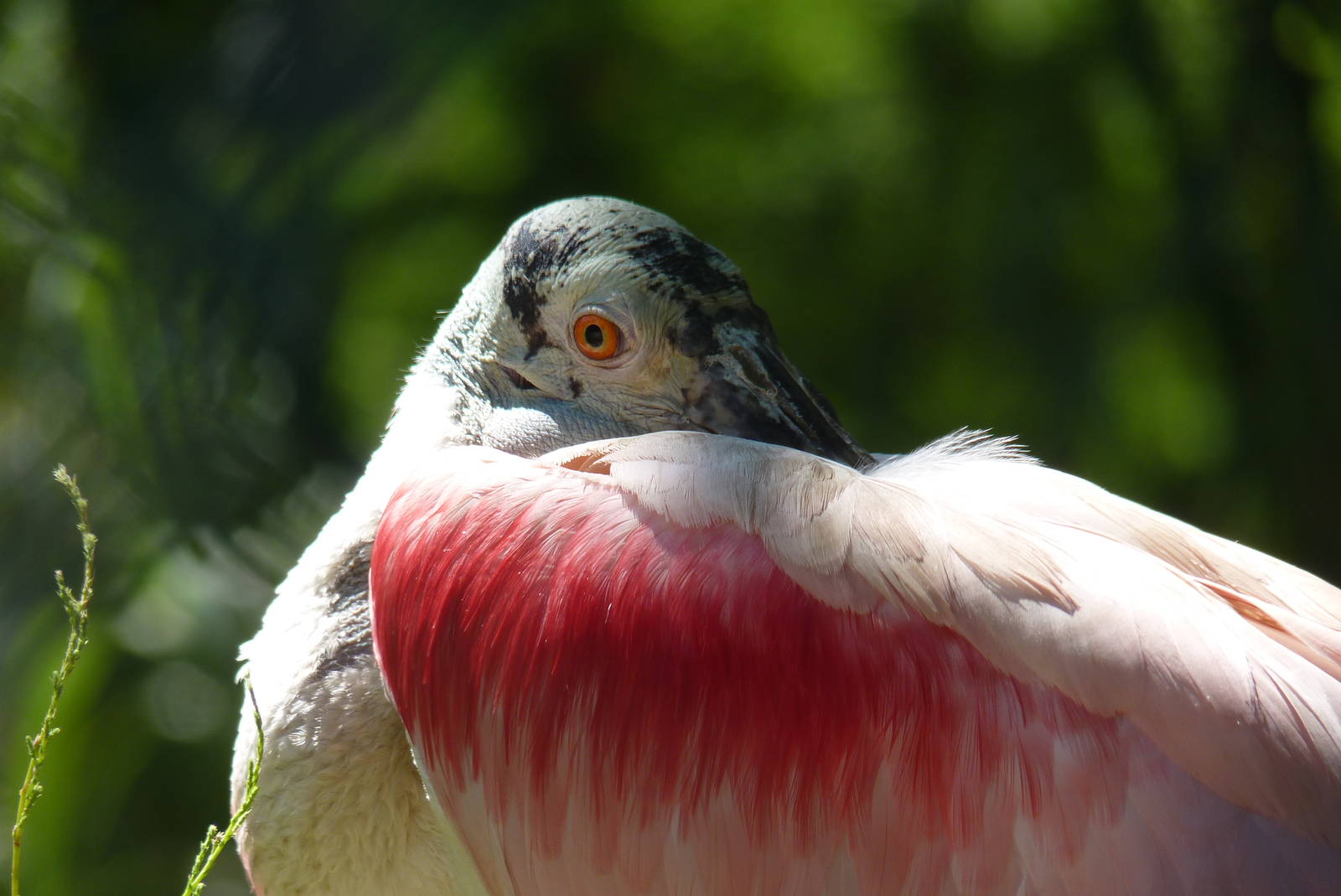 Roseate Spoonbill, 17 June 2015