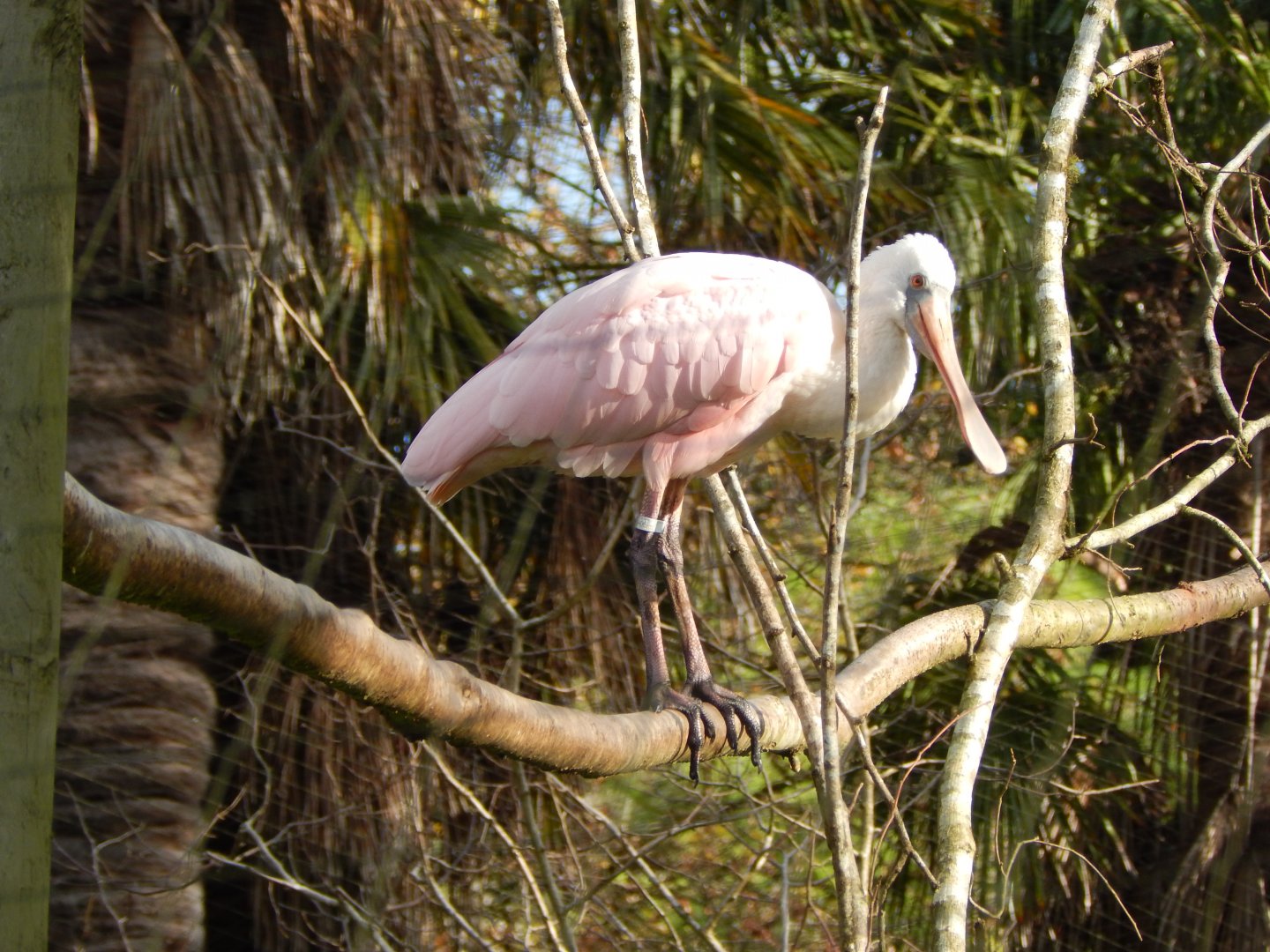 Roseate spoonbill 201121