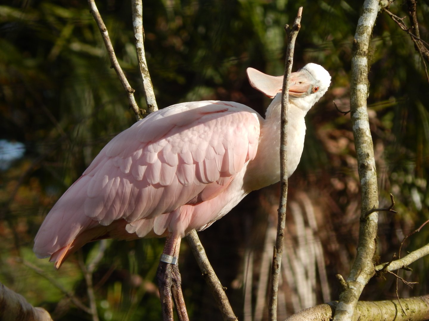 Roseate spoonbill 201121