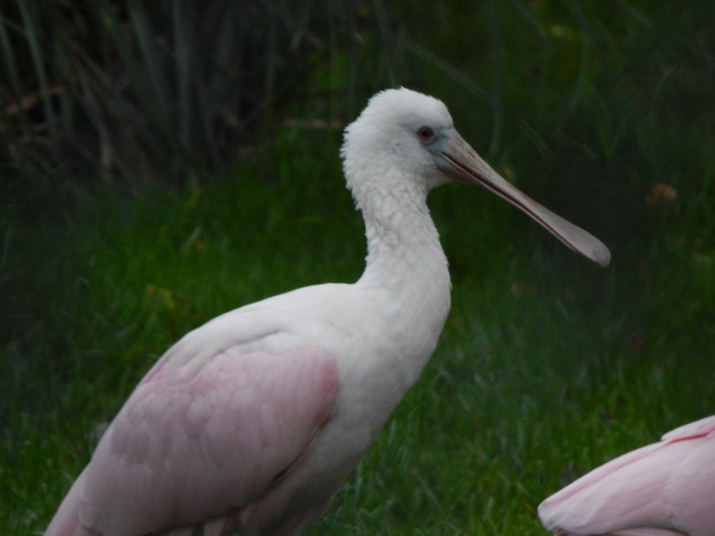 Roseate spoonbill 201121