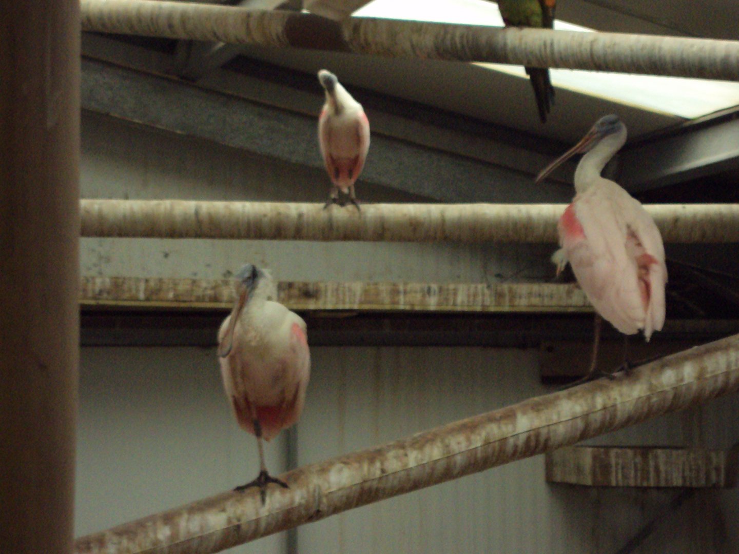 Roseate Spoonbill 26/01/2020