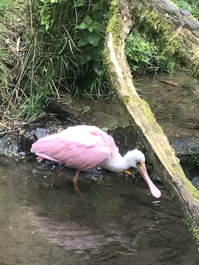 Roseate spoonbill 280419