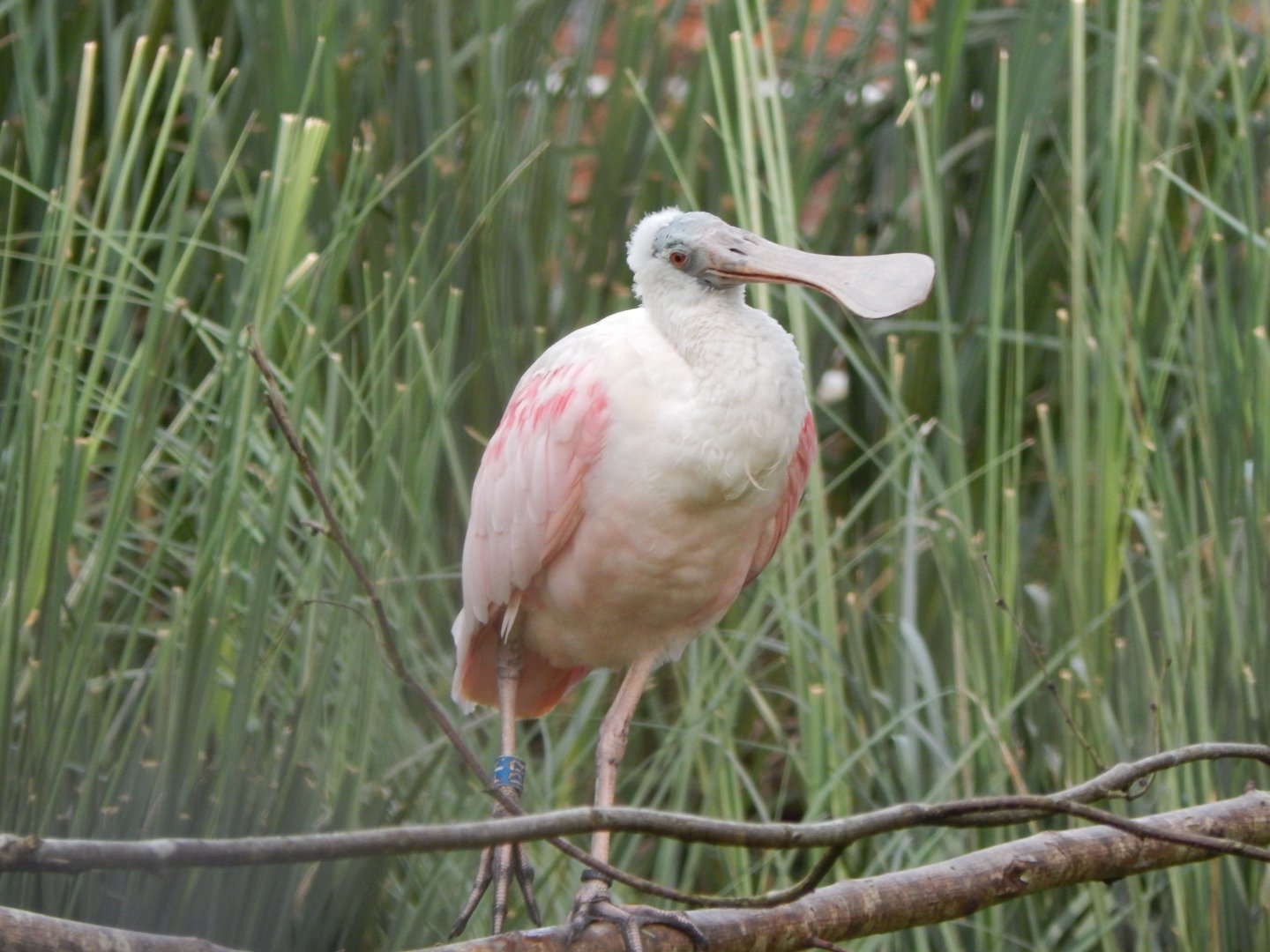 Roseate spoonbill 290923
