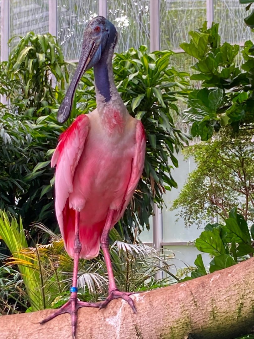 Roseate Spoonbill (8/8/24)