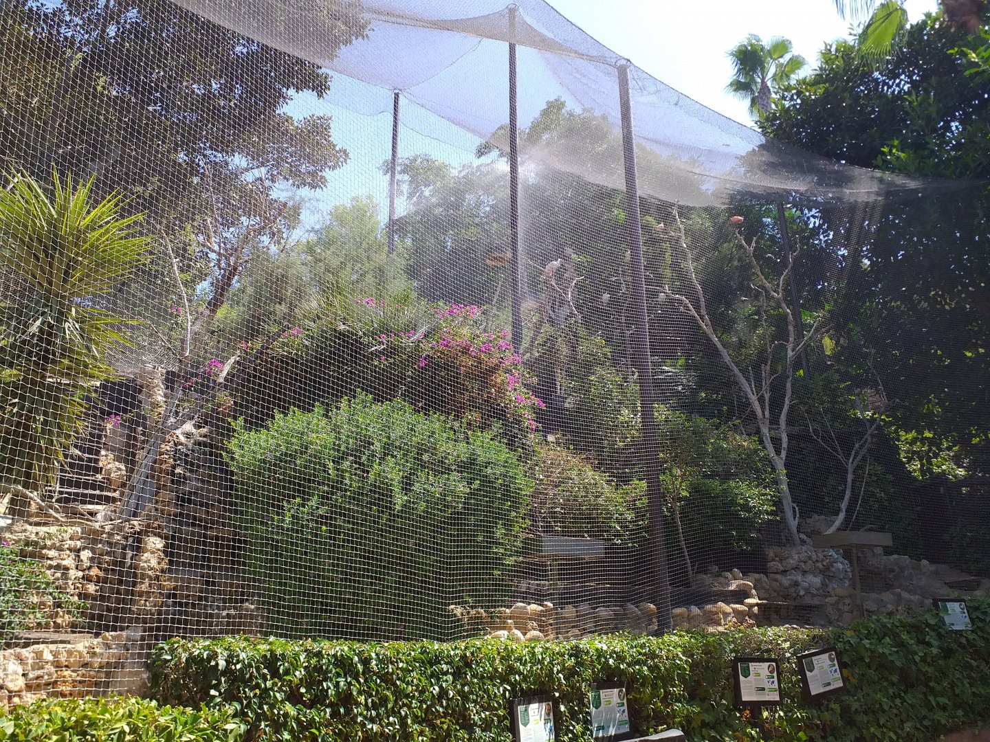 Roseate spoonbill, African sacred ibis, Scarlet ibis, Black-crowned night heron and Little egret exhibit -MundoMar Benidorm (2021)