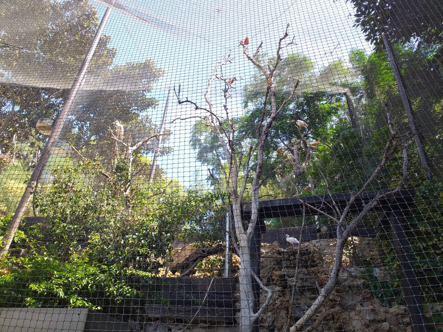 Roseate spoonbill, African sacred ibis, Scarlet ibis, Black-crowned night heron and Little egret exhibit -MundoMar Benidorm (2021)