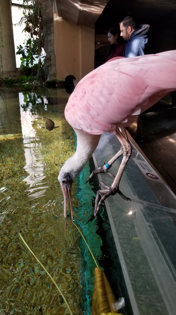 Roseate Spoonbill, Amazonia