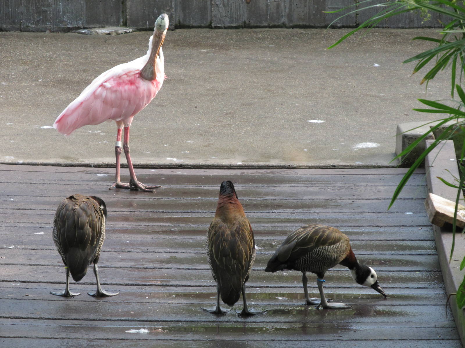 Roseate Spoonbill and White-faced Whistling Duck