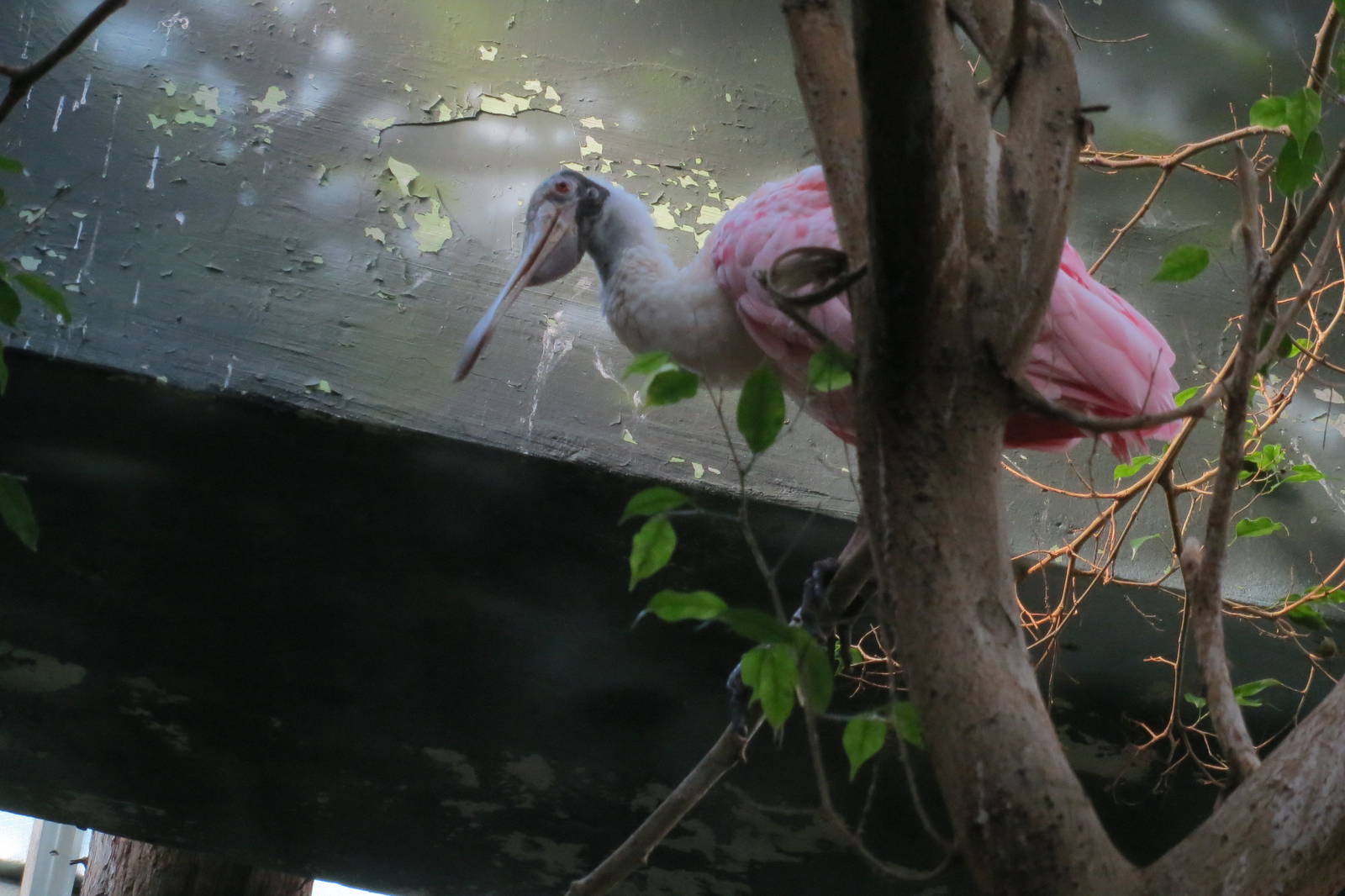 Roseate Spoonbill - Aquatic Birds House 031215