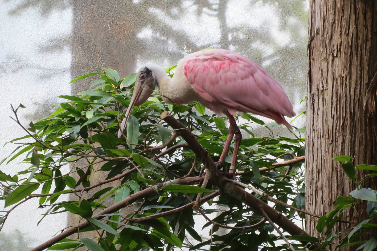 Roseate Spoonbill - Aquatic Birds House 031215