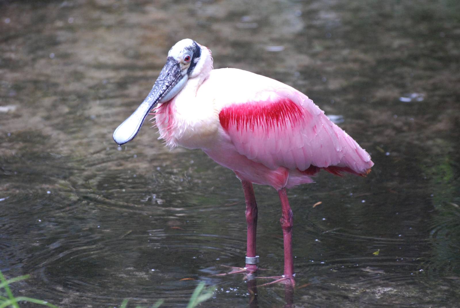 Roseate Spoonbill at Rheine, 03/06/12