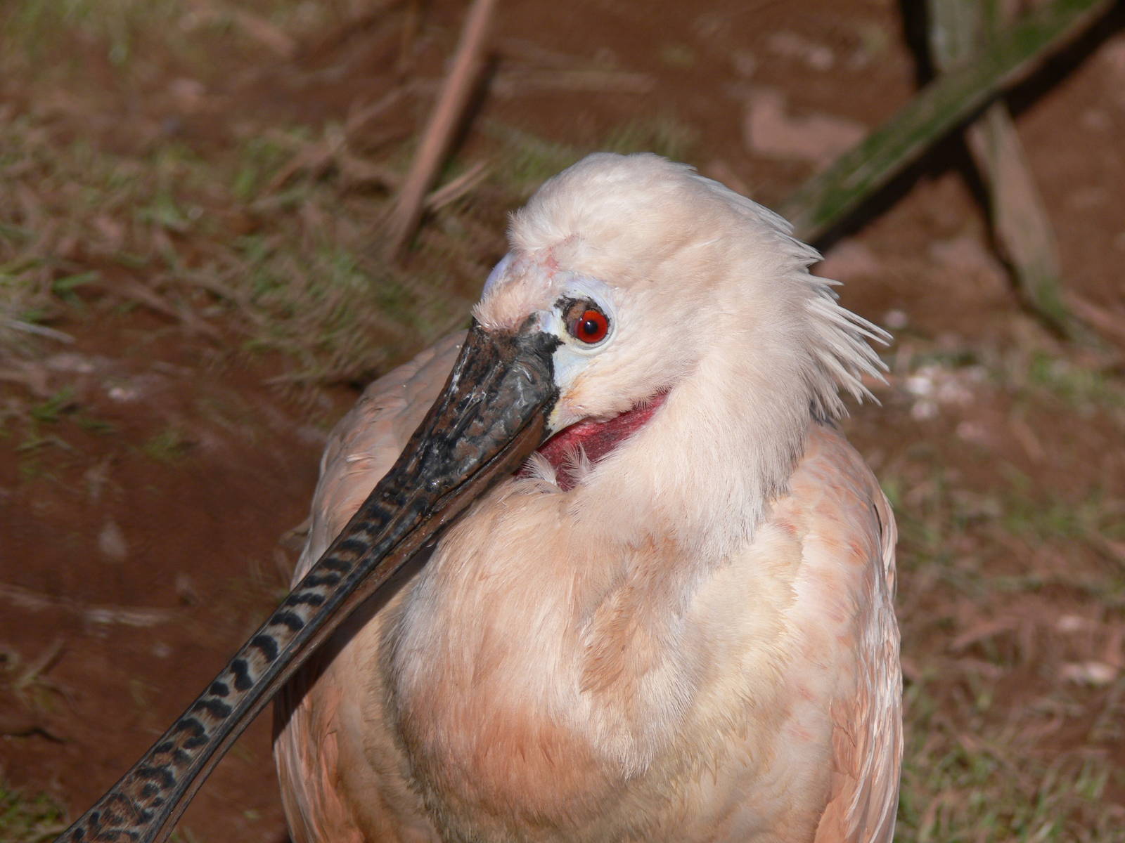 Roseate Spoonbill at South Lakes, 16/02/14