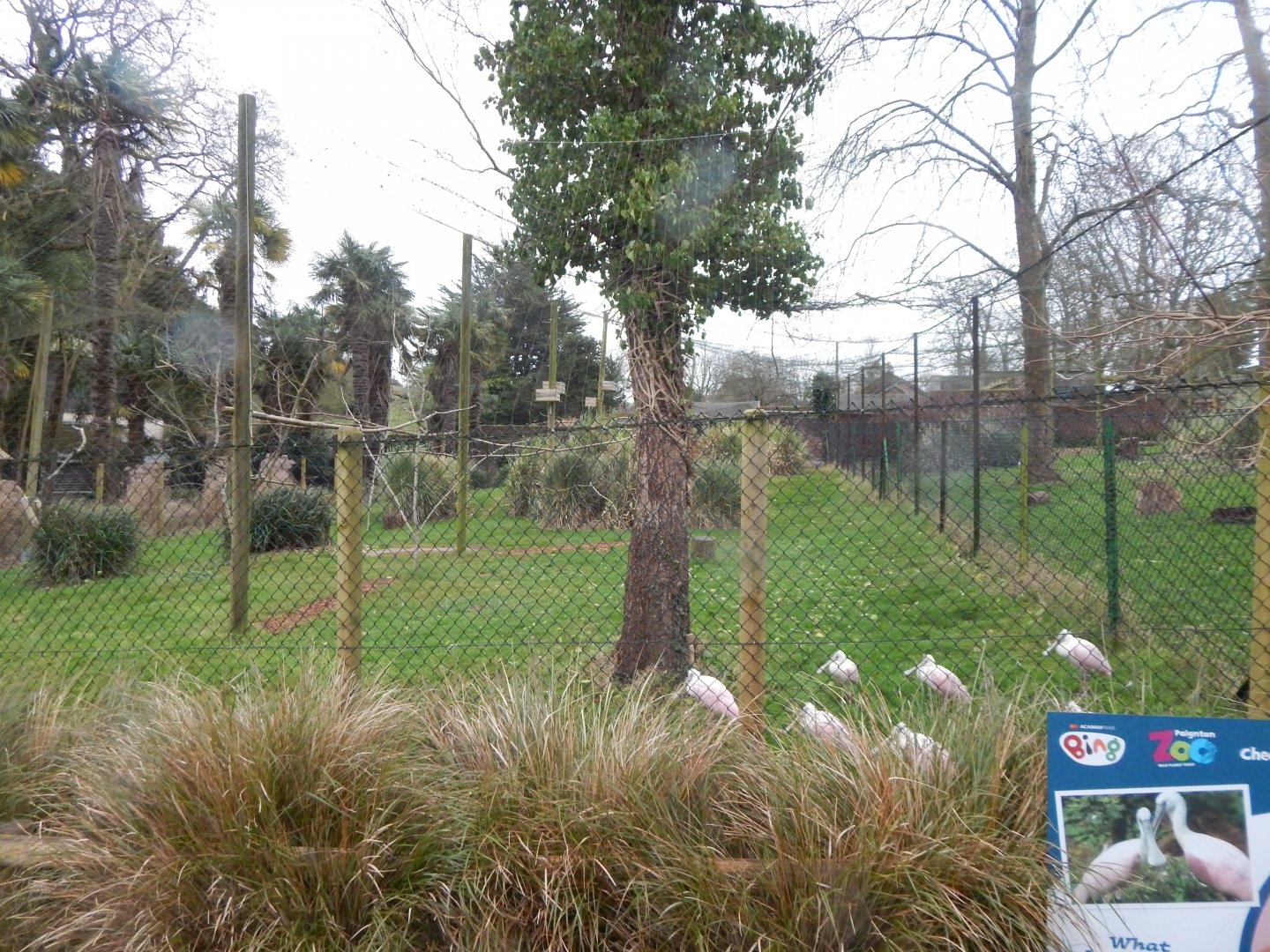 Roseate spoonbill aviary 050224
