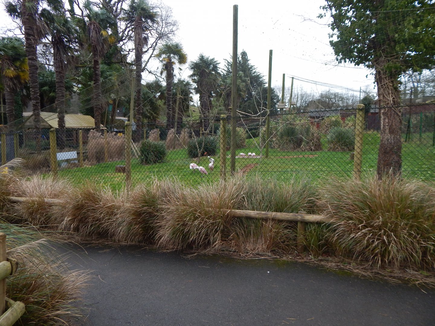 Roseate spoonbill aviary 050224