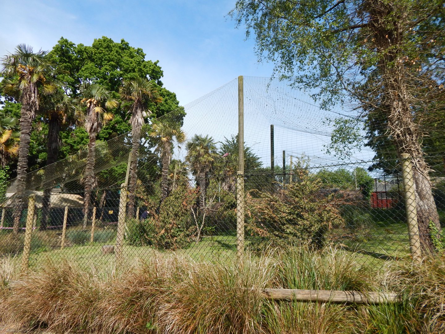 Roseate spoonbill aviary 170524