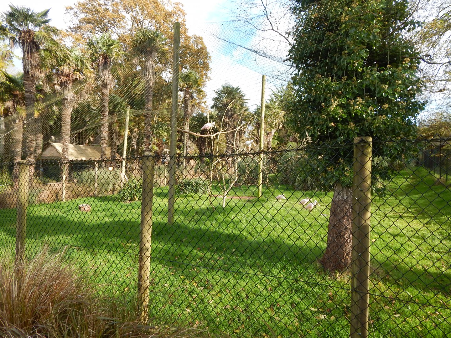 Roseate spoonbill aviary 201121