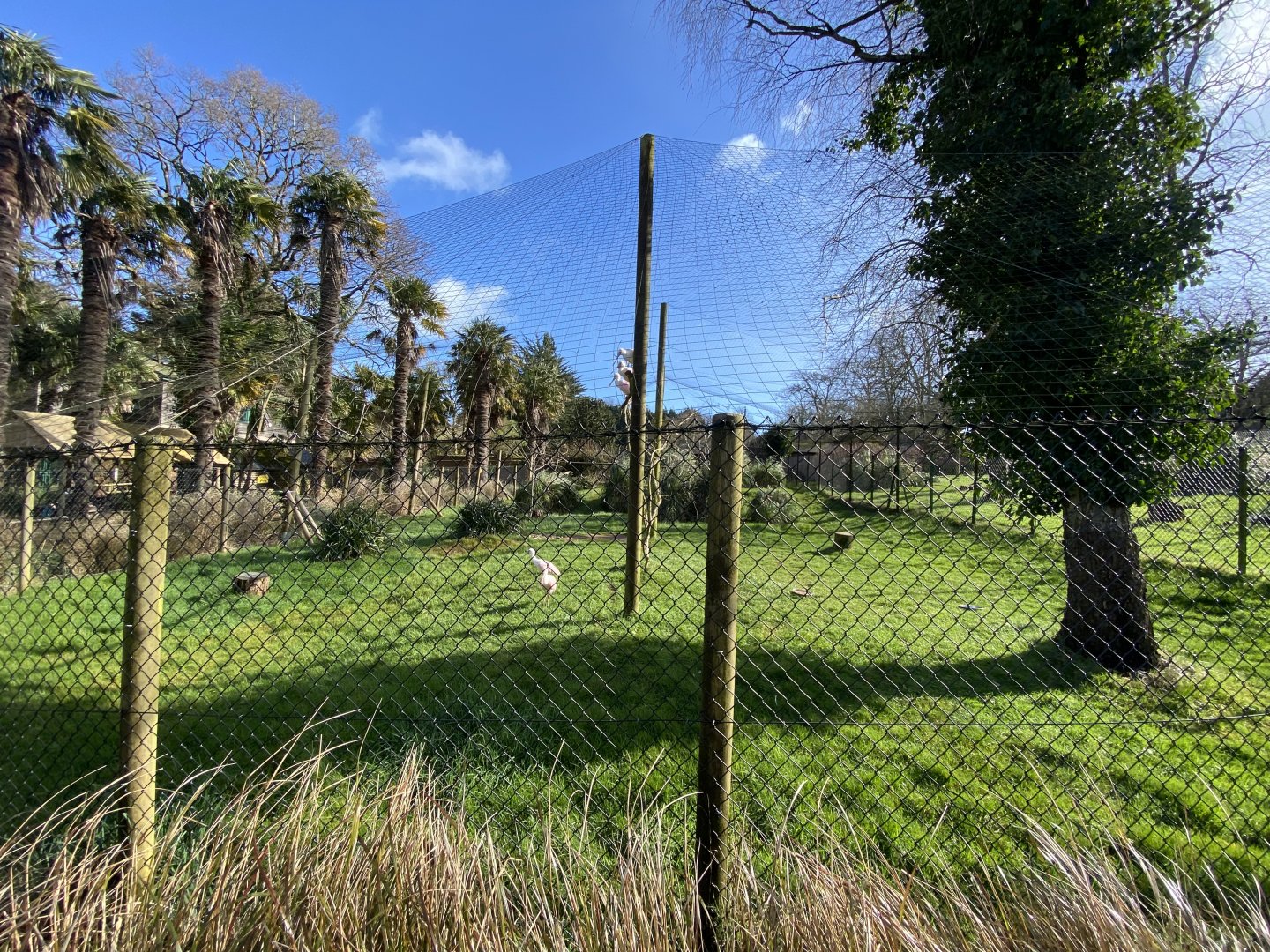 Roseate spoonbill aviary 240222