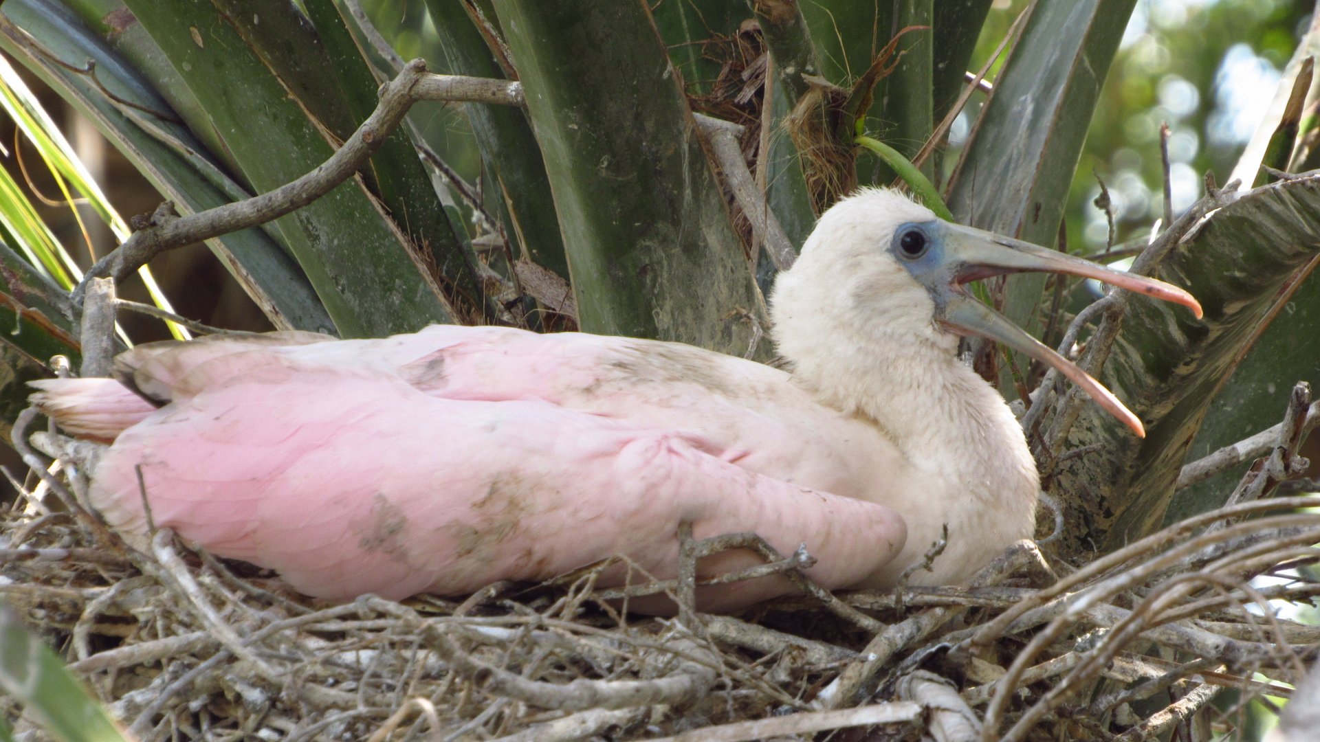 Roseate Spoonbill Chick