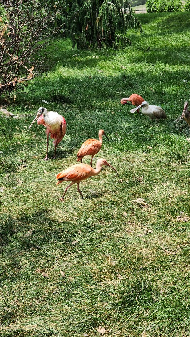 Roseate Spoonbill Chick