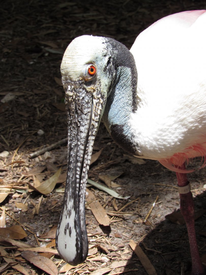 Roseate Spoonbill Closeup