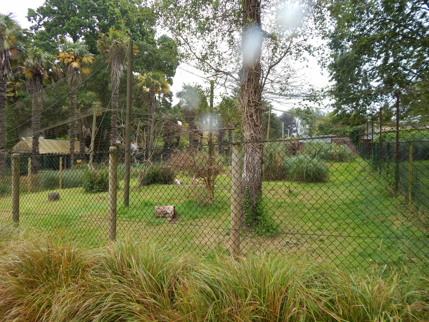 Roseate spoonbill exhibit 130624
