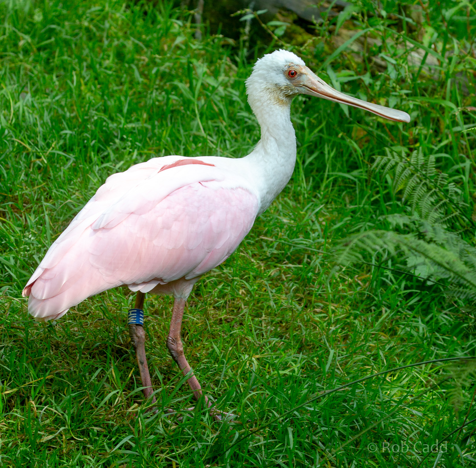 Roseate spoonbill : Exmoor Zoo : 16 Sep 2020