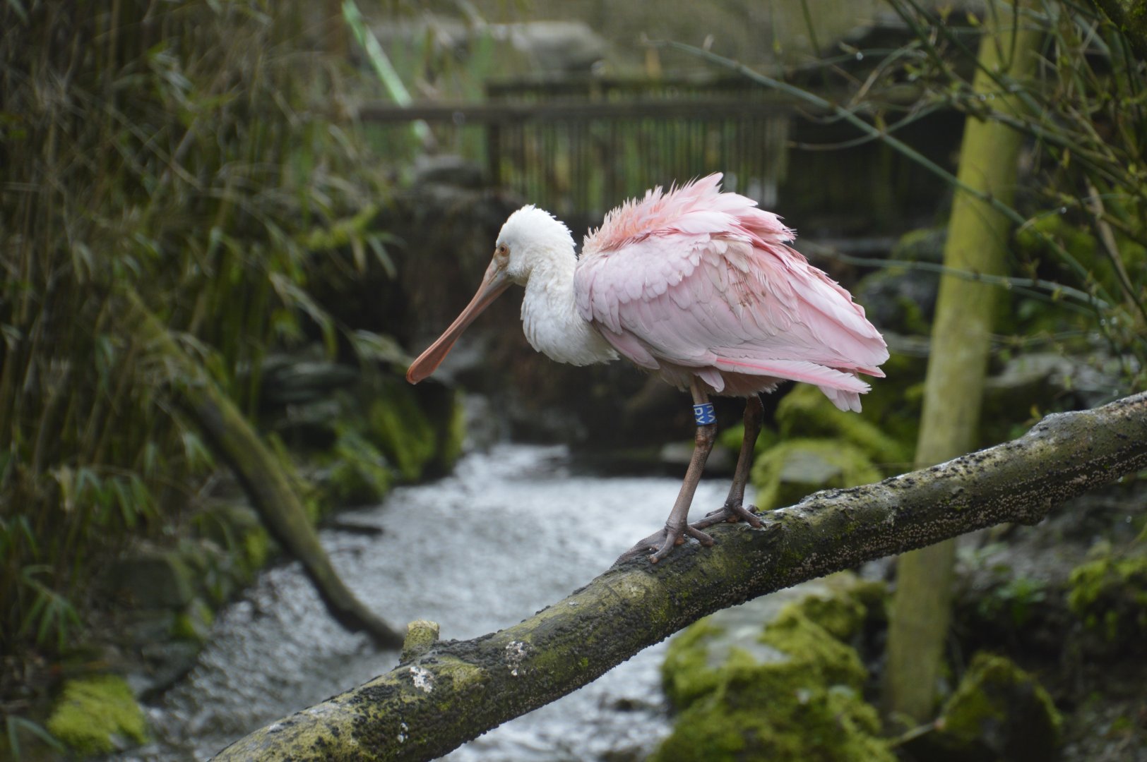 Roseate Spoonbill - Exmoor Zoo April 2018