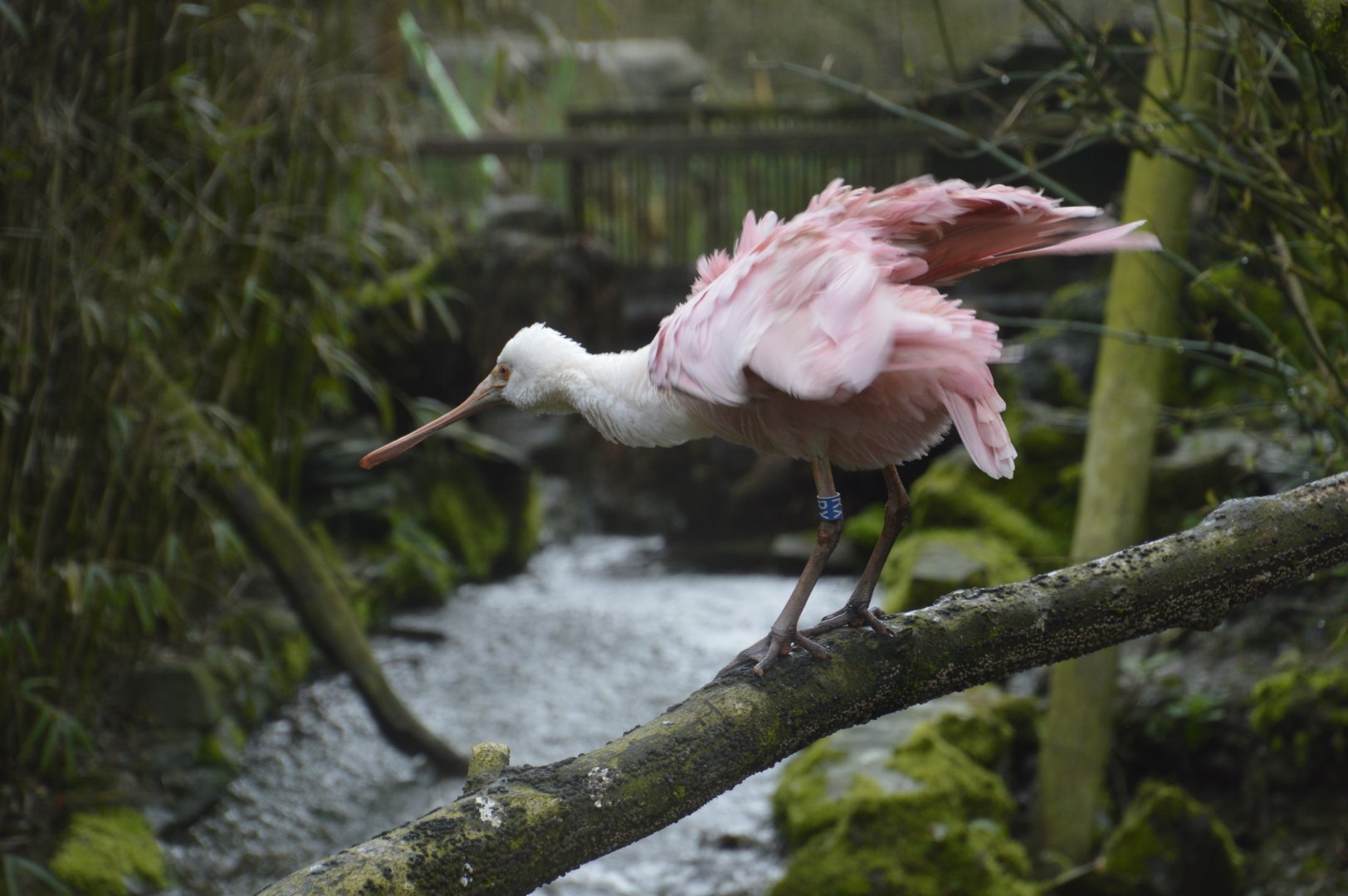 Roseate Spoonbill - Exmoor Zoo April 2018
