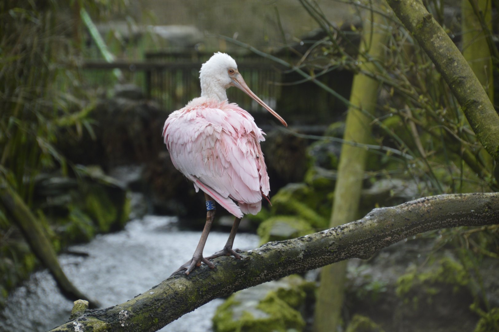 Roseate Spoonbill - Exmoor Zoo April 2018